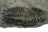 Detailed Crotalocephalina Trilobite - Atchana, Morocco #345023-3
